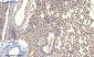 eIF2α Polyclonal Antibody